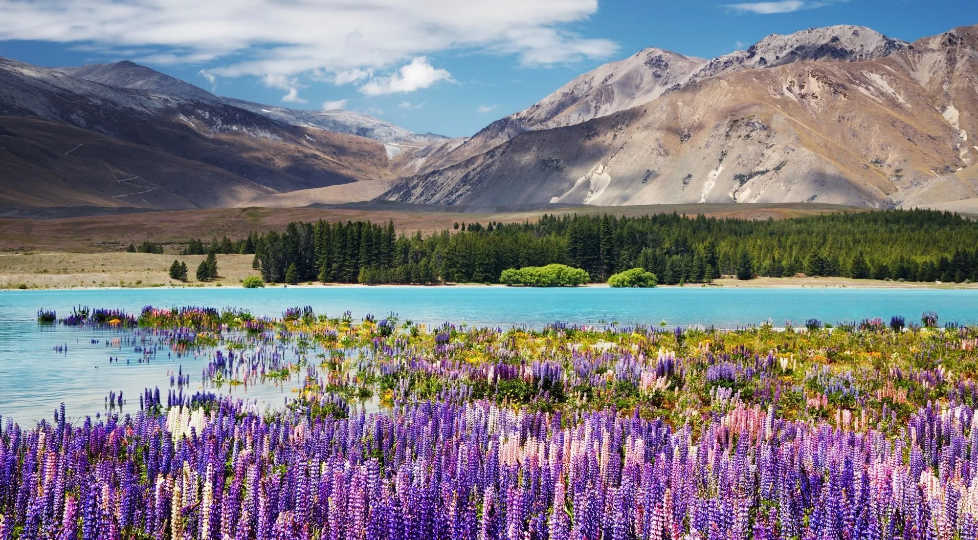 Purple lupins along the turquoise shore of Lake Tekapo with mountains behind