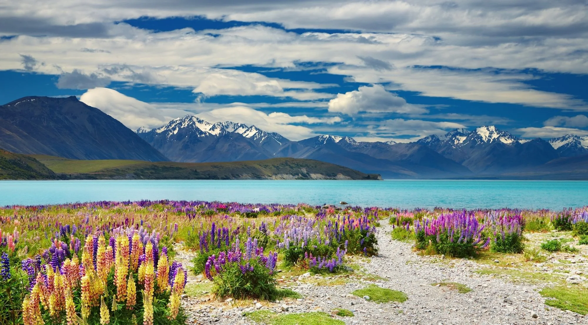 Lupins in front of Lake Tekapo and the snow-capped Southern Alps
