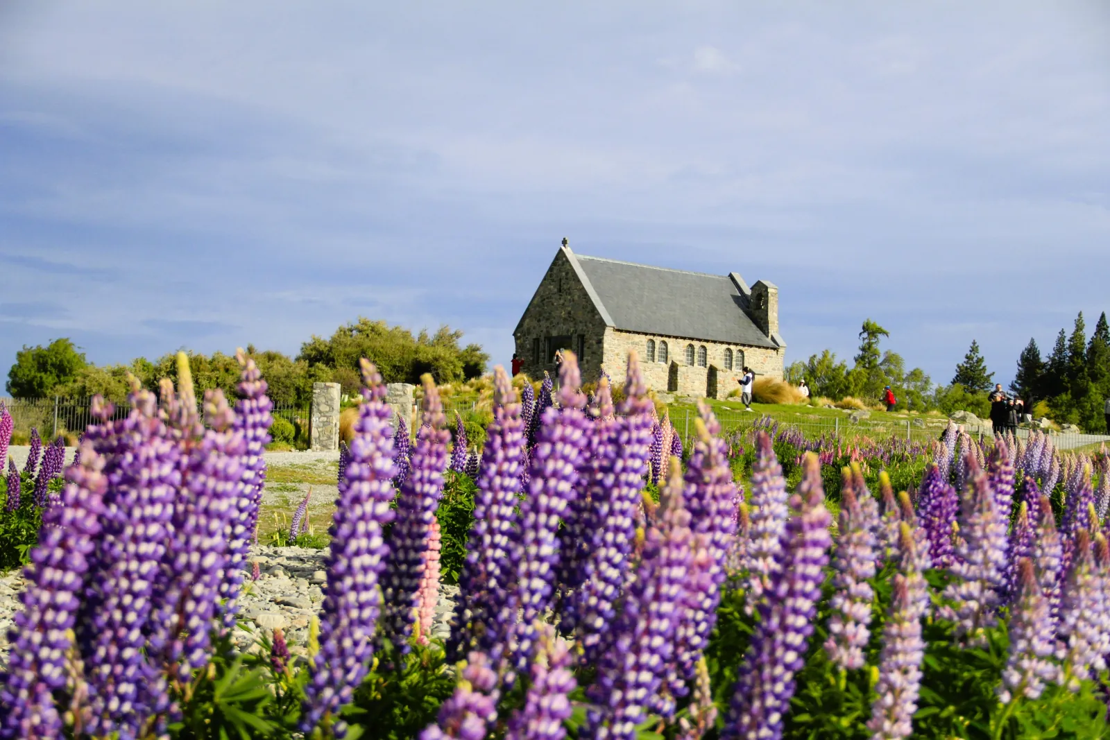 Church of the Good Shepherd with purple lupins in early summer
