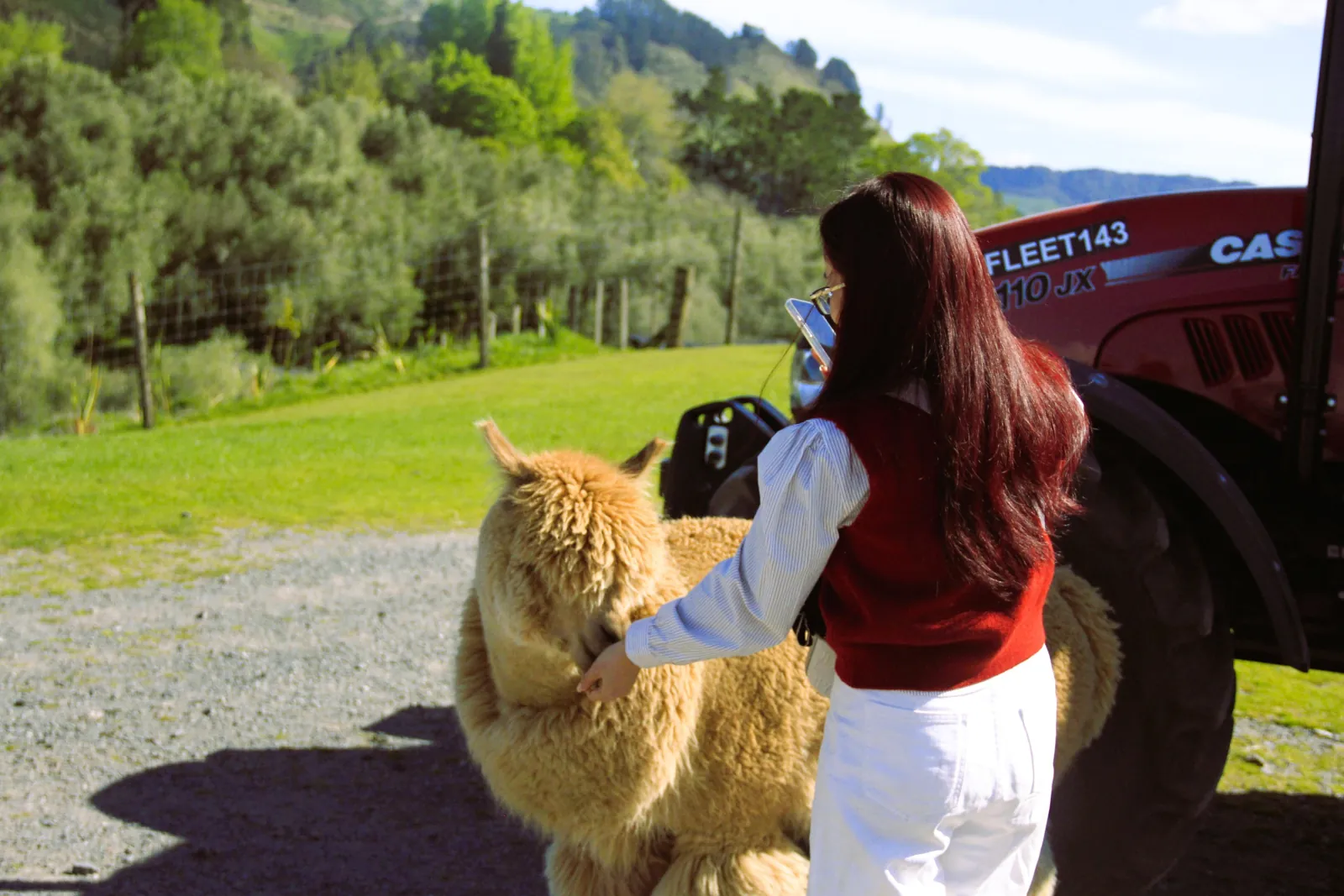Guest feeding an alpaca at the alpaca farm stop